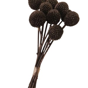 May include: A bunch of dried, dark brown billy button flowers. Each flower head is a spherical shape with a textured surface, attached to thin, dark brown stems. The stems are bound together with clear tape, creating a natural, earthy aesthetic.