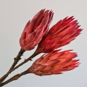 Dried Protea Repens flowers preserved Australian Native flora natural florist craft supplies floral stems australiana home décor rustic dry