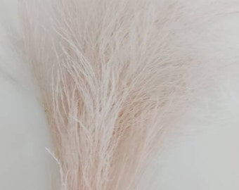 May include: A bunch of dried pampas grass with long, feathery plumes in a light blush pink color.