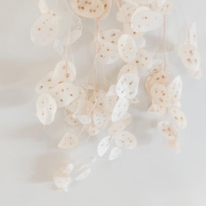 May include: A cluster of dried, white, papery seed pods with brown speckles hang from a stem against a white background.