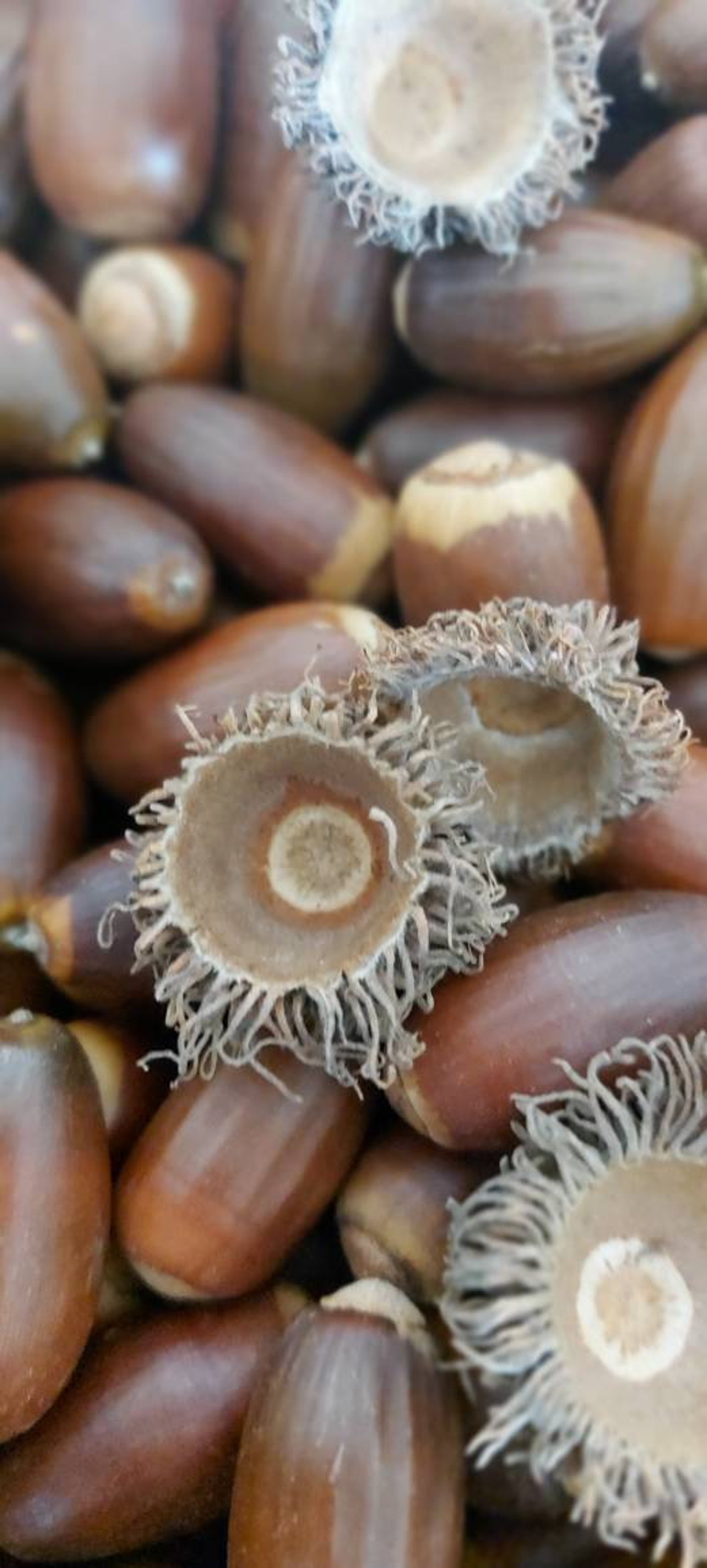 50 Natural acrons real dried bulk acorns acorn natural Etsy
