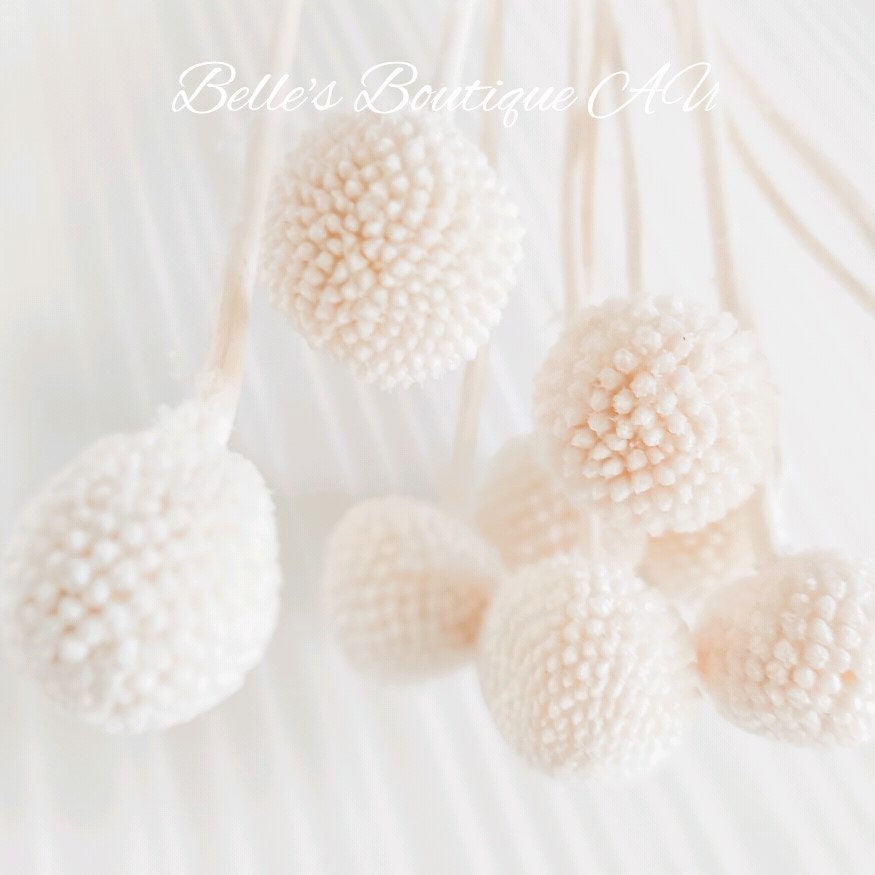 Dried preserved white Billy Buttons billy balls ...