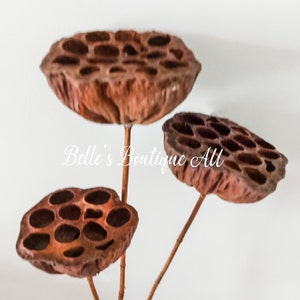 Grandes tiges de gousses de lotus séchées naturelles Graines de gousses de lotus séchées Fleurs brunes conservées Fournitures créatives pour fleuriste Décoration de mariage à la maison Arrangements floraux