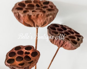 Large Natural Dried Lotus Pod Stems Dry Lotus Pod Seeds Brown Flower Preserved Florist Craft Supplies Home Wedding Décor Floral Arrangements