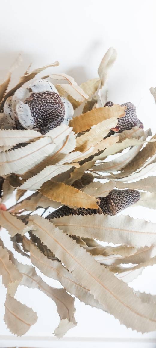 Natural Dried Banksia Menzii Cones Pods Australian Native Etsy