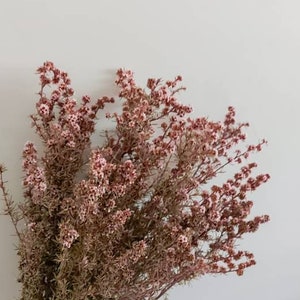 Light Pink Australian Dried Ti Tree Preserved Flowers Arrangement Natural Florist Craft Supplies Floral Home Wedding Décor Stems Bunch Dry