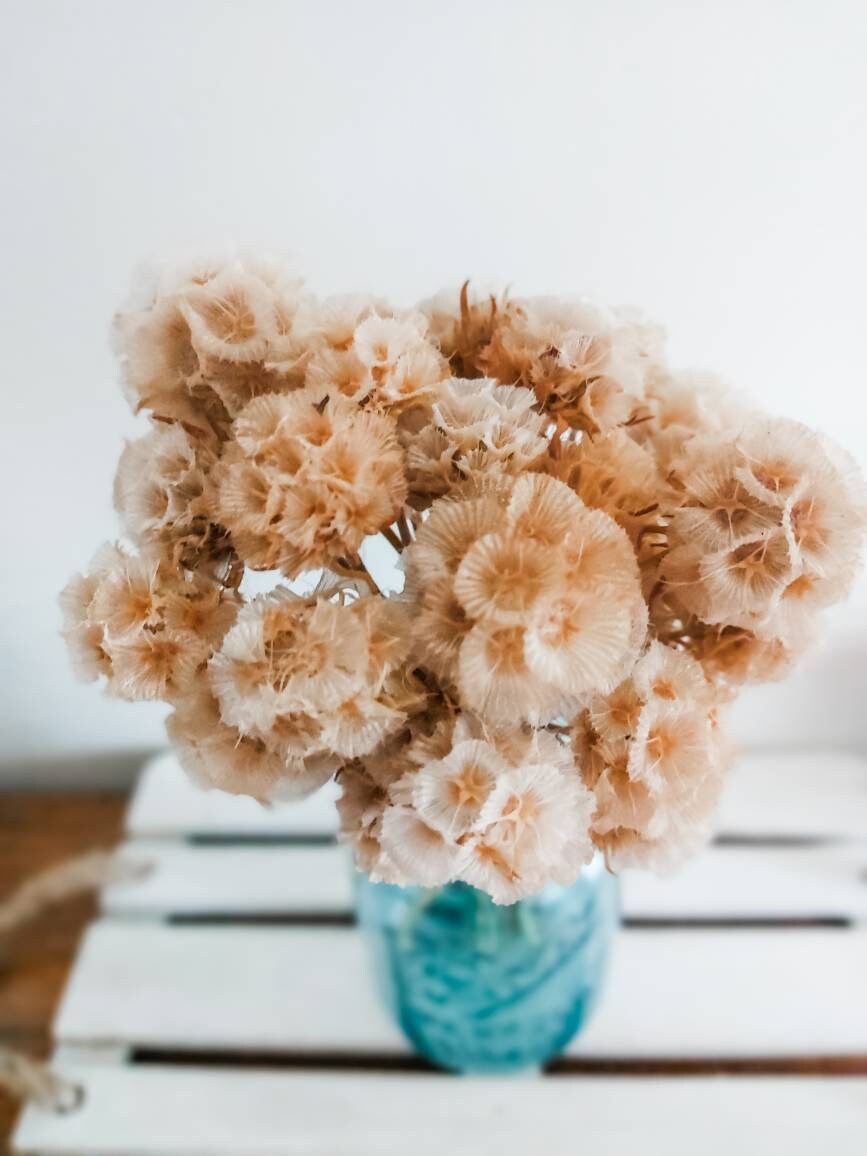 Dried Antique White Beige Scabiosa Pods Starflower Flowers Preserved Dried Flowers Flora Natural Florist Craft Supplies Stems Bouquet Bunch