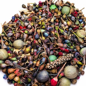 Natural Dried Gum nuts Seed Pods eucalyptus Australian native wildflowers gum blossoms bulk gumnuts parrot food chews craft supplies décor