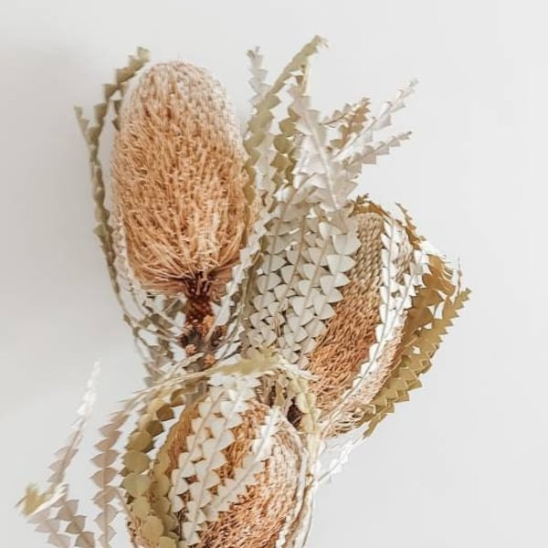 Natural yellow dried banksia speciosa flowers Australian native flora florist craft supplies australiana décor floral arrangements stems dry