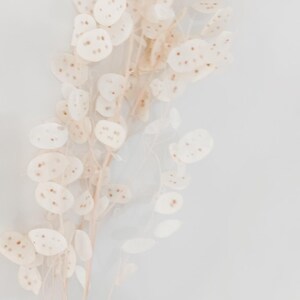 May include: A bunch of dried, white, papery flowers with brown stems. The flowers are arranged in a cluster and have a delicate, airy appearance.