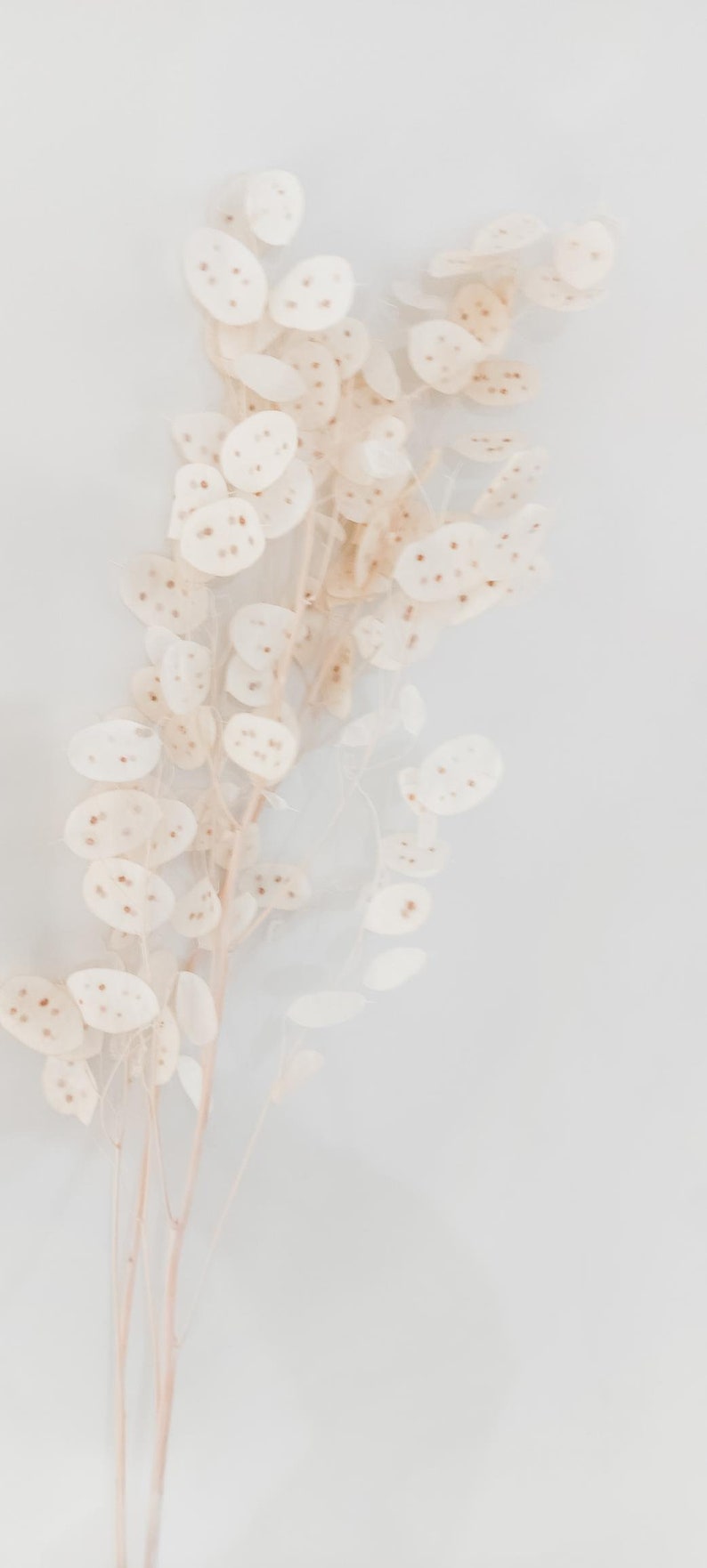 May include: A bunch of dried, white, papery flowers with brown stems. The flowers are arranged in a cluster and have a delicate, airy appearance.