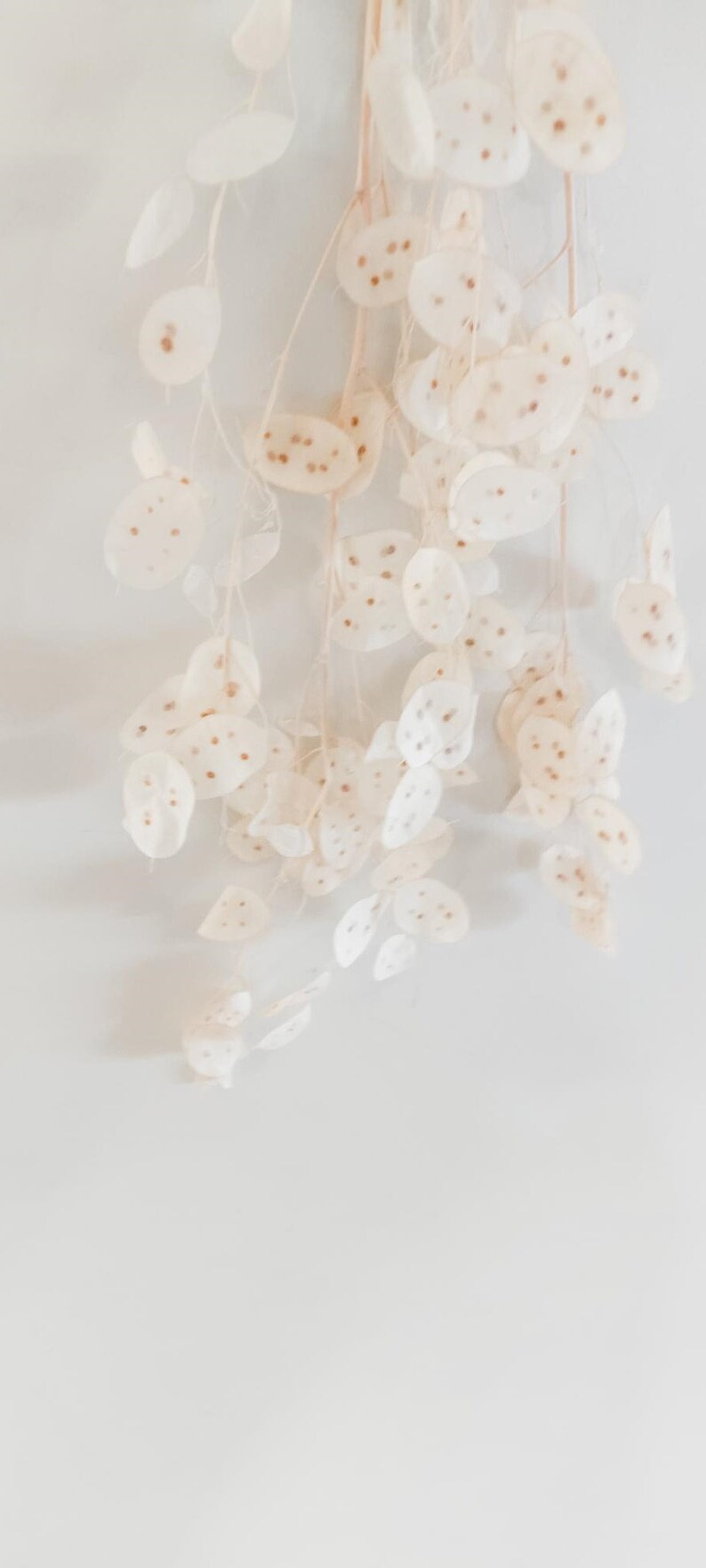 May include: A cluster of dried, white, papery seed pods with brown spots hang from a stem against a white background.
