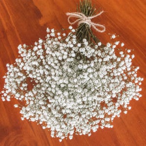 May include: A bouquet of dried baby's breath flowers featuring numerous small white blossoms on thin green stems. The stems are gathered together and tied securely at the top with a simple piece of light brown natural jute twine string.
