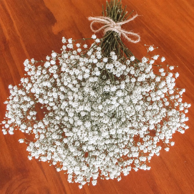 May include: A bouquet of dried baby's breath flowers featuring numerous small white blossoms on thin green stems. The stems are gathered together and tied securely at the top with a simple piece of light brown natural jute twine string.