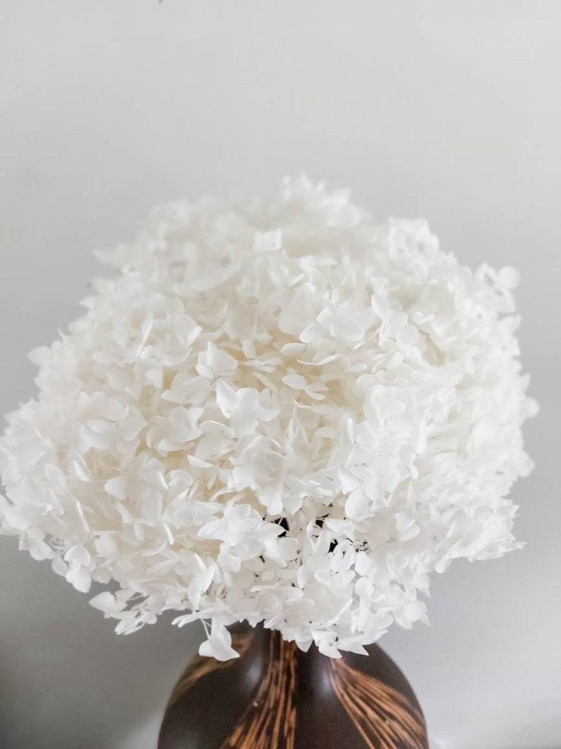Preserved White Hydrangea Stems Hydrangeas Bunch Bouquet Dried Etsy