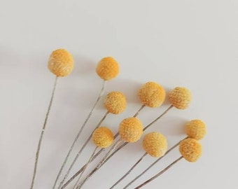 Dried preserved yellow flowers Billy Buttons billy balls Woollyheads Craspedia Australian Natives Everlastings Florist Craft Supplies dry