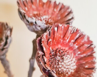 Dried Protea Rosettes Natural Brown Beige Flowers Raw Everlasting Australian Native Stems Florist Craft Supplies Rustic Floral Botanicals