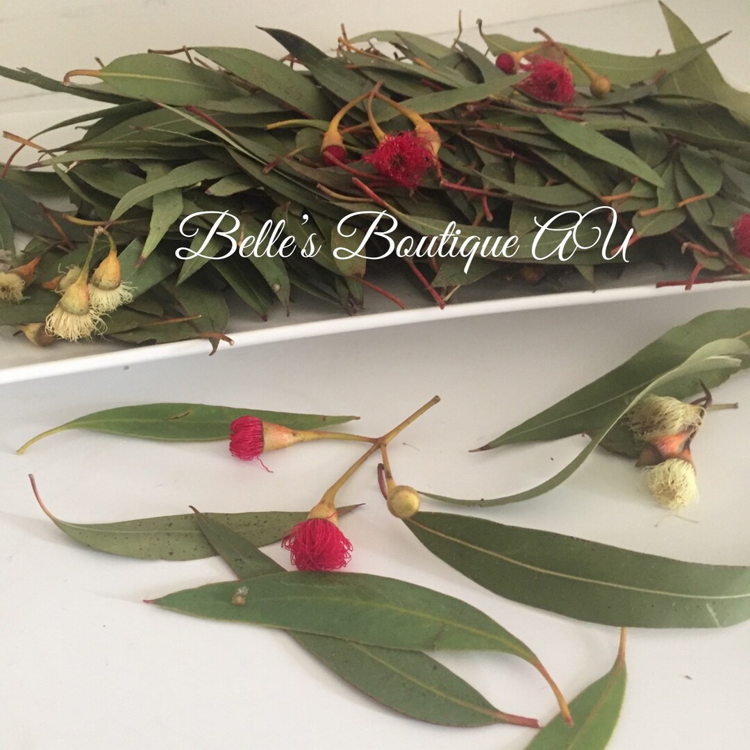 Dried Fresh Eucalyptus Leaves Preserved Australian Native Weddings ...