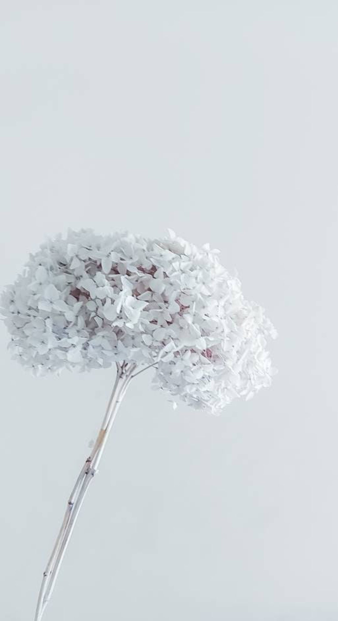 Preserved Light Pastel Blue Hydrangea Stems Hydrangeas Bunch - Etsy