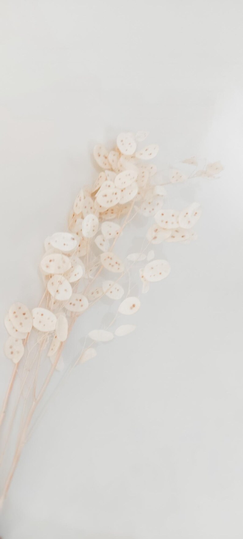 May include: A bunch of dried, cream-colored flowers with small, round, speckled petals. The stems are thin and delicate.