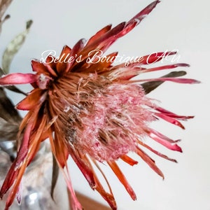 Dried protea flowers pink ice preserved Australian Native flora natural florist craft supplies floral stems australiana home decor rustic