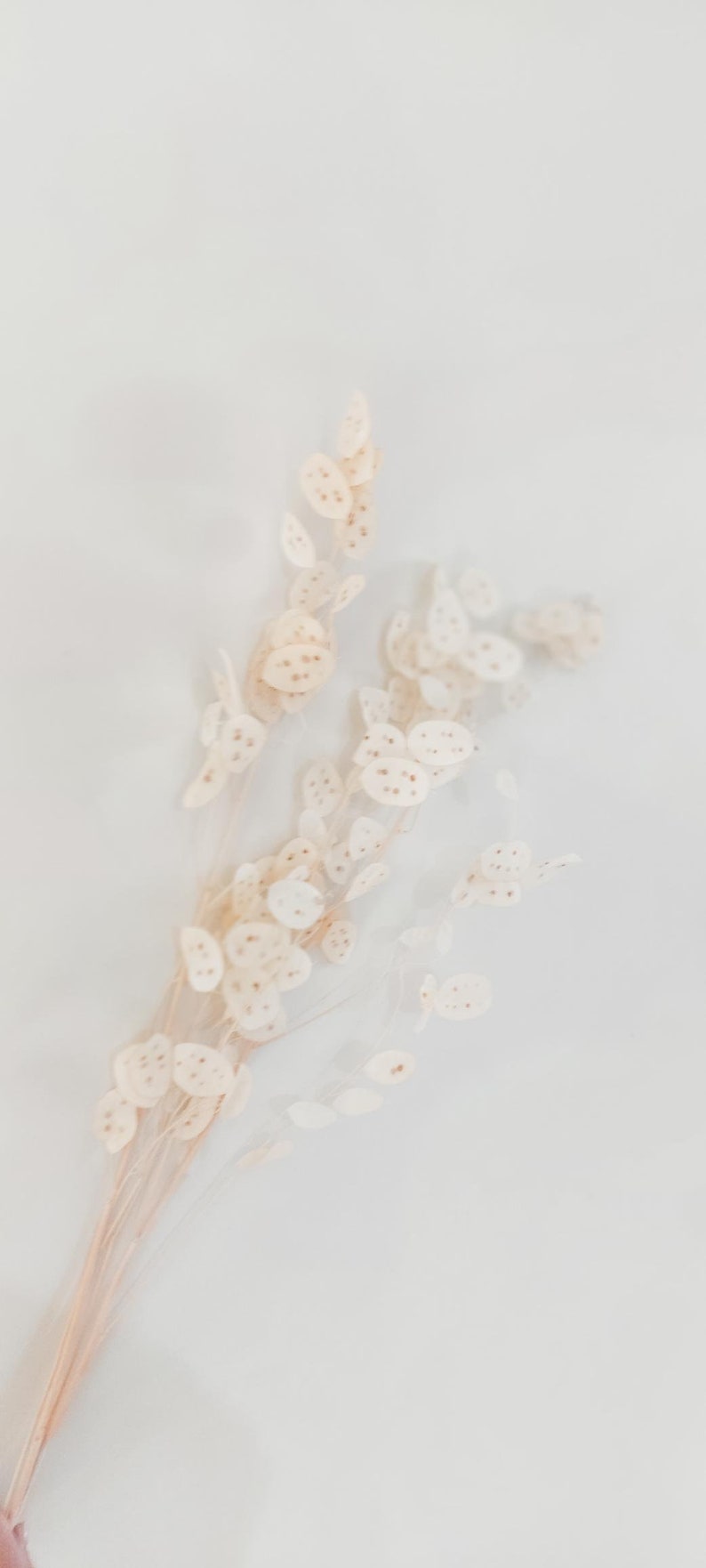 May include: A bouquet of dried, cream-colored flowers with small, round petals. The flowers are arranged in a fan shape and have a delicate, airy appearance.