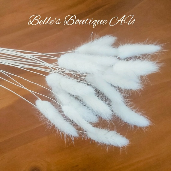 Dried White Bunny Tail Grass White Preserved Bunnies Tails Dried Flowers Natural Florist Craft Supplies 20 Stems Bouquet Bunch Rustic Boho