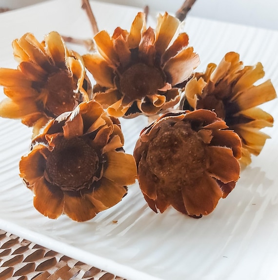 Dried Protea Rosettes Brown Flowers Raw Everlasting Australian Native Flora Stems Natural Florist Craft Supplies Rustic Floral Botanicals
