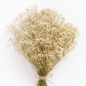 Natural dried baby's breath bouquet with delicate white blooms tied into a bunch, perfect for wedding flowers, home décor, floral arrangements and DIY craft projects.