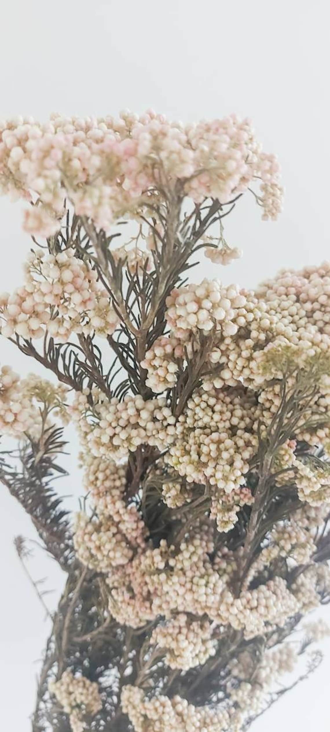 Preserved Pink Blush Rice Flower Flowers Dried Floral Etsy