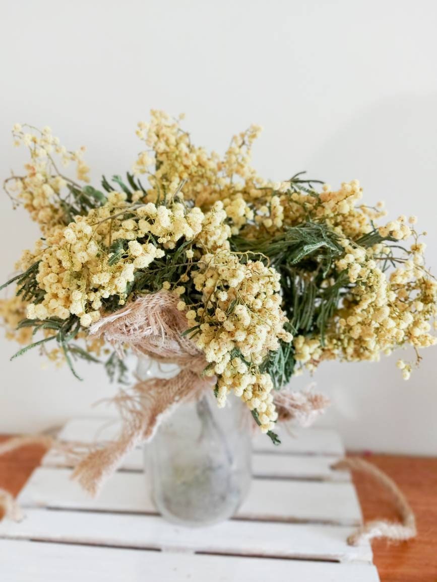Dried Golden Wattle Flowers Australian Native flora yellow Etsy