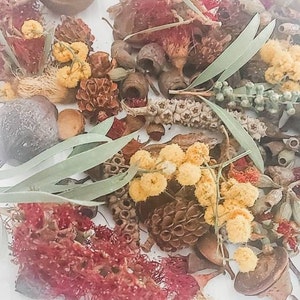 Nueces de goma secas naturales, cepillo para botellas, acacia, mezcla, alimento para loros, eucalipto, flores nativas australianas, flores, productos botánicos, artesanías