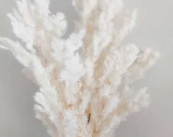 May include: A bouquet of dried pampas grass in a brown vase. The pampas grass is white and fluffy, and the vase is a dark brown color.