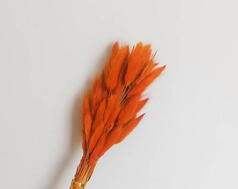 Dried Orange Rust Bunny Tail Grass Preserved Bunnies Tails Flowers Flora Natural Florist Craft Supplies 20 Stems Bouquet Bunch Rustic Boho