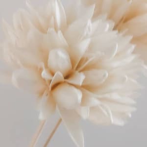 Natural White Cream Magnolia Flowers Sola Flower Everlasting Stems Natural Florist Craft Supplies Floral Arrangement Home Wedding Décor Tall