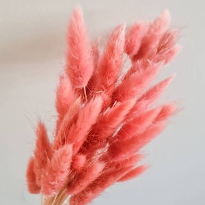 Pink Bunny Tail Grass Preserved Bunny Tails Dried Flowers Natural Florist Craft Supplies 20 Stems Bouquet Bunch Arrangement Dry Boho Décor