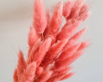 Pink Bunny Tail Grass Preserved Bunny Tails Dried Flowers Natural Florist Craft Supplies 20 Stems Bouquet Bunch Arrangement Dry Boho Décor