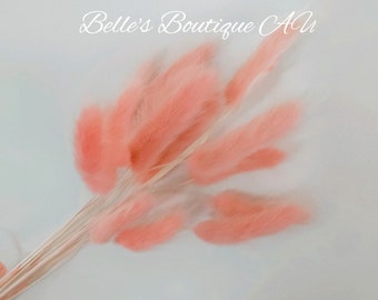 Dried Natural Pink Bunny Tail Grass Preserved Bunnies Tails Dried Flowers Natural Florist Craft Supplies 20 Stems Bouquet Bunch Rustic Boho