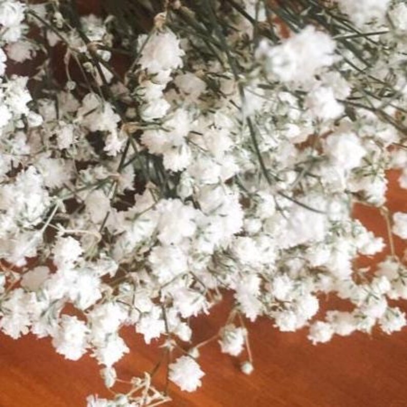 White Dried Babys Breath Flowers Bridal Bouquet Gypsophila Bunch Home Wedding Decor Natural Everlasting Gyp Bridesmaid Posy Arrangement Gift