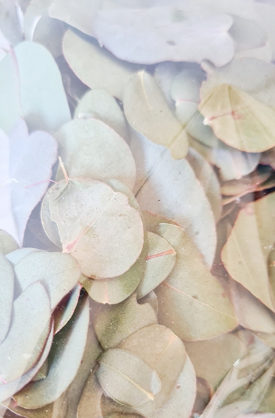 Dried Eucalyptus Leaves Gum Leaf Confetti Biodegradable Eco-preserved ...