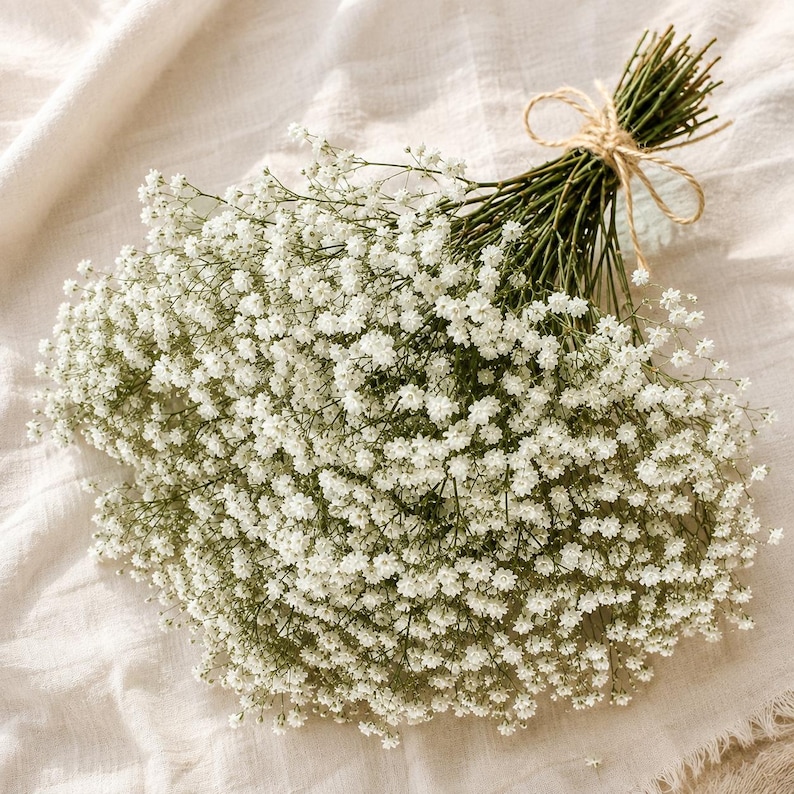 May include: A bouquet of dried baby's breath flowers featuring numerous tiny white blossoms on thin green stems. The stems are gathered together and tied with a simple tan twine bow, creating a dense, rounded arrangement of delicate floral texture.