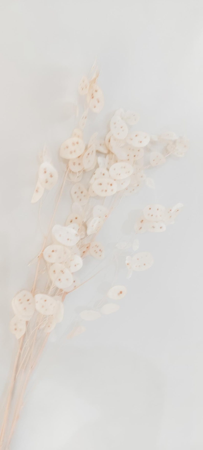 May include: A bunch of dried white flowers with brown spots on a white background.
