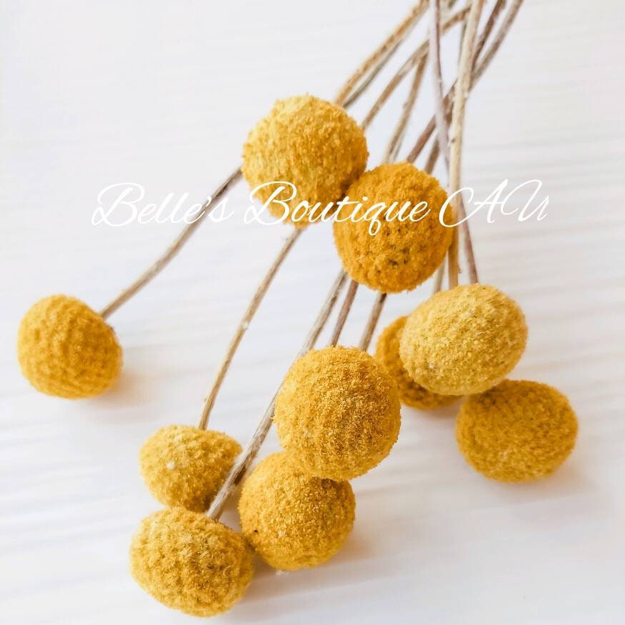 Dried preserved yellow flowers Billy Buttons billy balls ...