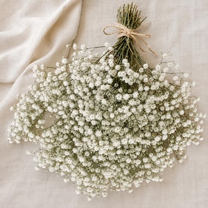 May include: A bouquet of dried baby's breath flowers featuring numerous small, white, delicate blossoms on thin, branching green stems. The stems are gathered together and tied securely at the top with a simple, light brown twine bow.