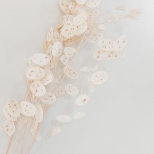 May include: A bunch of dried, cream-colored flowers with small, round, speckled petals. The stems are thin and delicate.