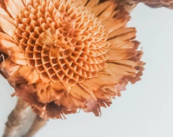 Dried Protea Rosettes Natural Brown Beige Flowers Raw Everlasting Australian Native Stems Florist Craft Supplies Rustic Floral Botanicals