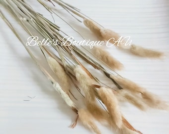 Dried Natural Brown Bunny Tail Grass Preserved Bunnies Tails Dried Flowers Natural Florist Craft Supplies 20 Stems Bouquet Bunch Rustic Boho