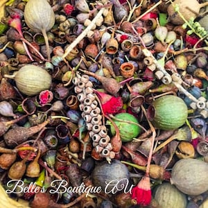 Natural Dried Gum nuts Seed Pods eucalyptus Australian native wildflowers gum blossoms bulk gumnuts parrot food chews craft supplies décor