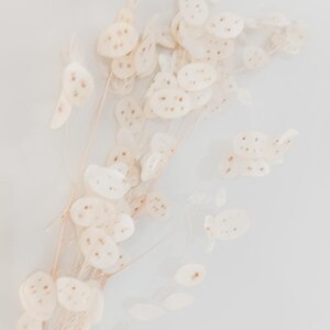 May include: A bunch of dried white flowers with brown spots on a white background.