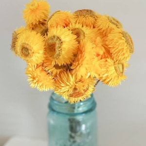 Yellow Dried straw flowers everlasting paper daisies daisy bunch flower stems posy bouquet natural florist craft supplies flora dry decor
